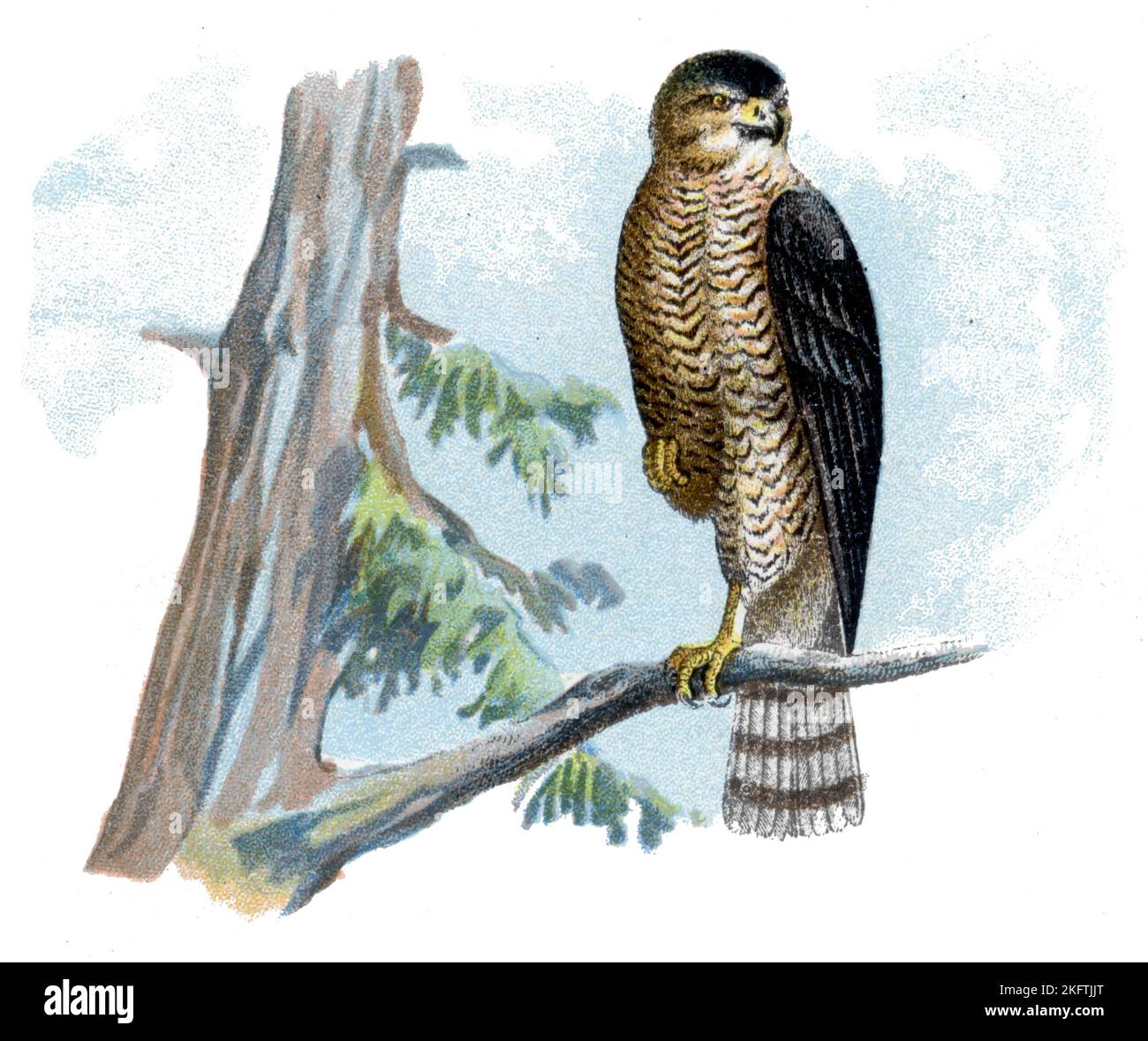 sparrowhawk Accipiter nisus,  (zoology book, 1913), Sperber Stock Photo