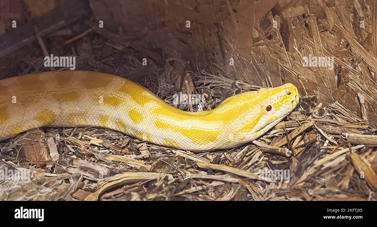 closeup head shot of a yellow and white amelanistic albino adult female ...