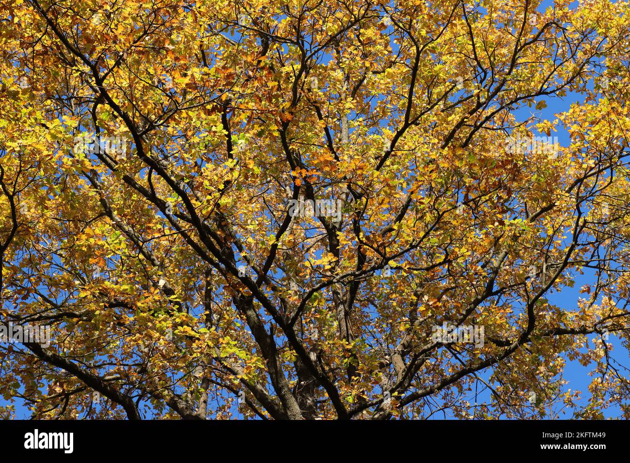 View from below into the branches of a mighty oak tree, which glows golden yellow in the autumn sun against a blue sky Stock Photo