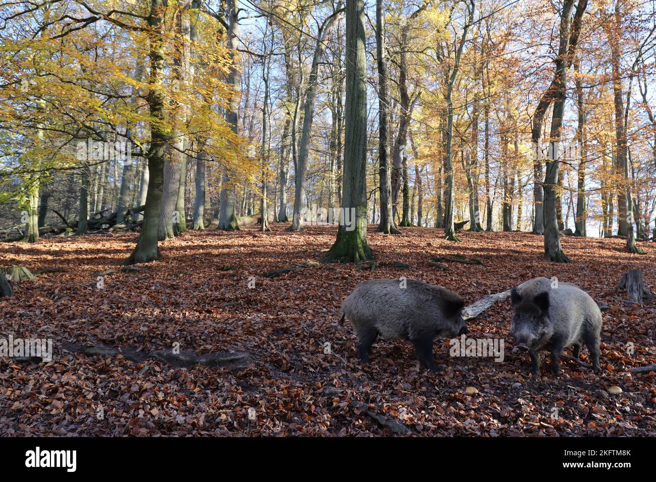 Light-flooded autumnal forest with two wild boars in the foreground Stock Photo