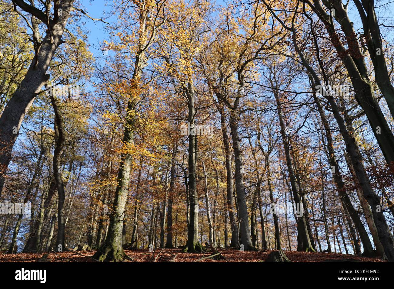 Wide-angle view of a beautiful sunlit autumn forest Stock Photo