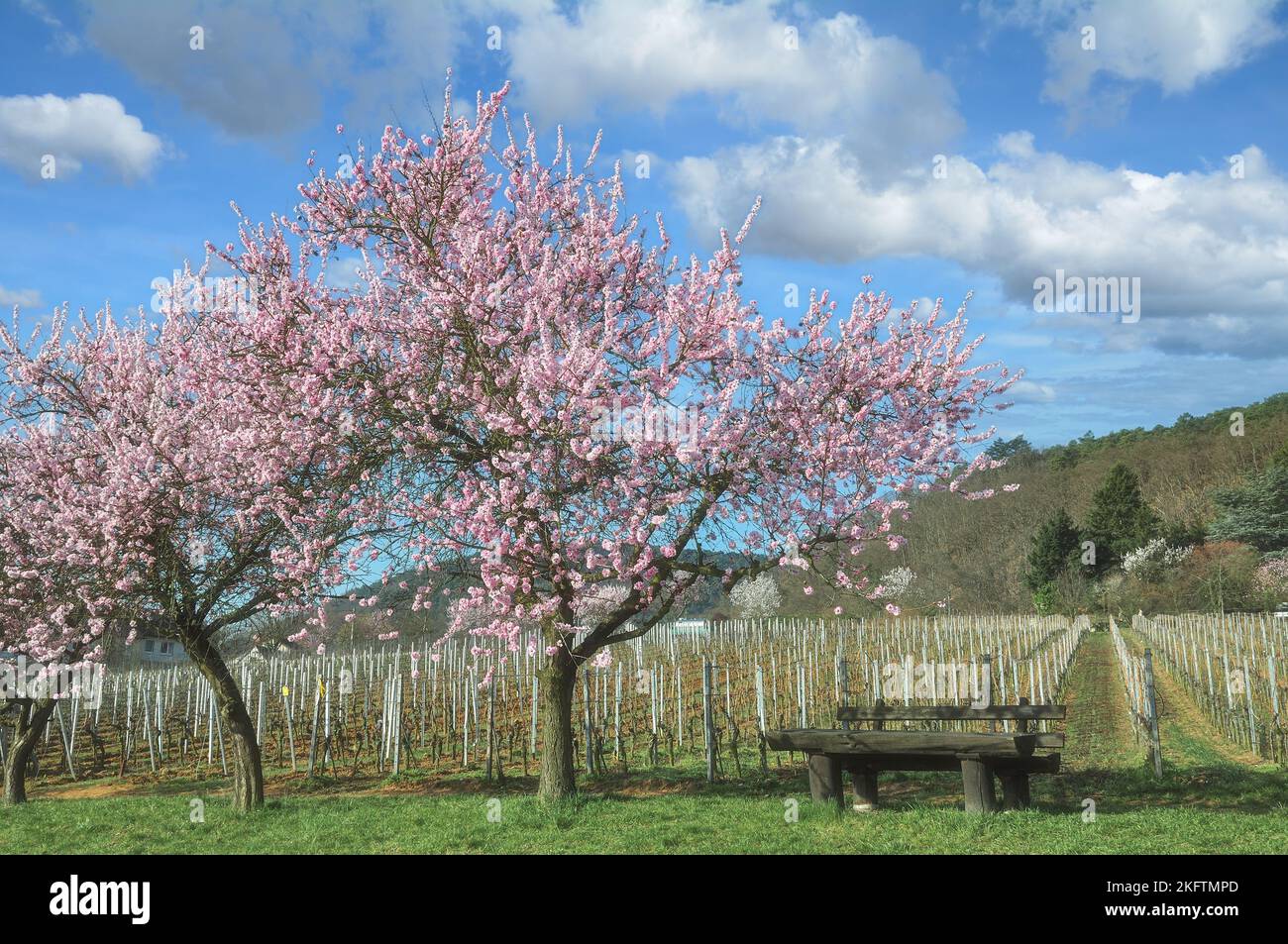 blooming Almond Tree (Prunus dulcis) in Palatinate Wine region close to Gimmeldingen,Germany Stock Photo