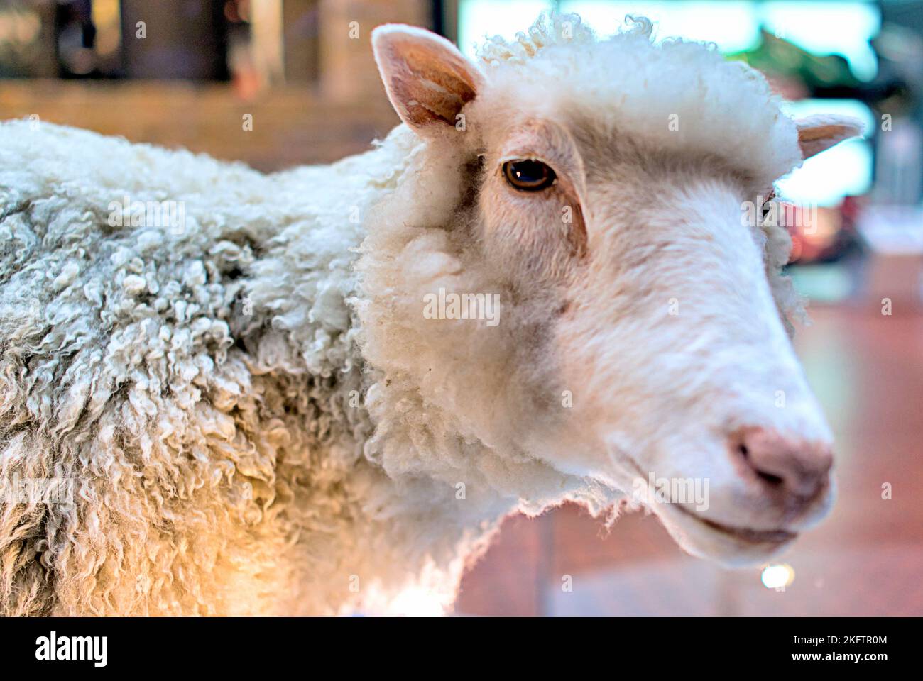 Dolly the sheep the first  cloned animal preserved as a taxidermy  National Museum of Scotland,  Chambers St, Edinburgh EH1 1JF Stock Photo