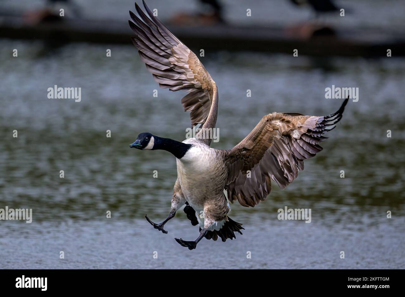 Goose lake hi res stock photography and images Alamy