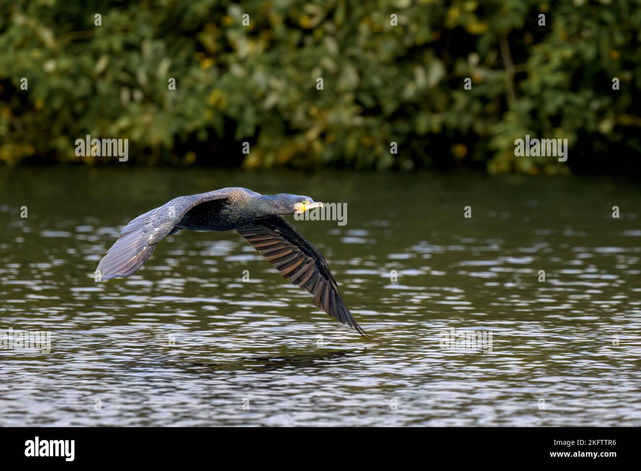 A great black cormorant (phalacrocorax carbo) flies low over a lake in Kent Stock Photo