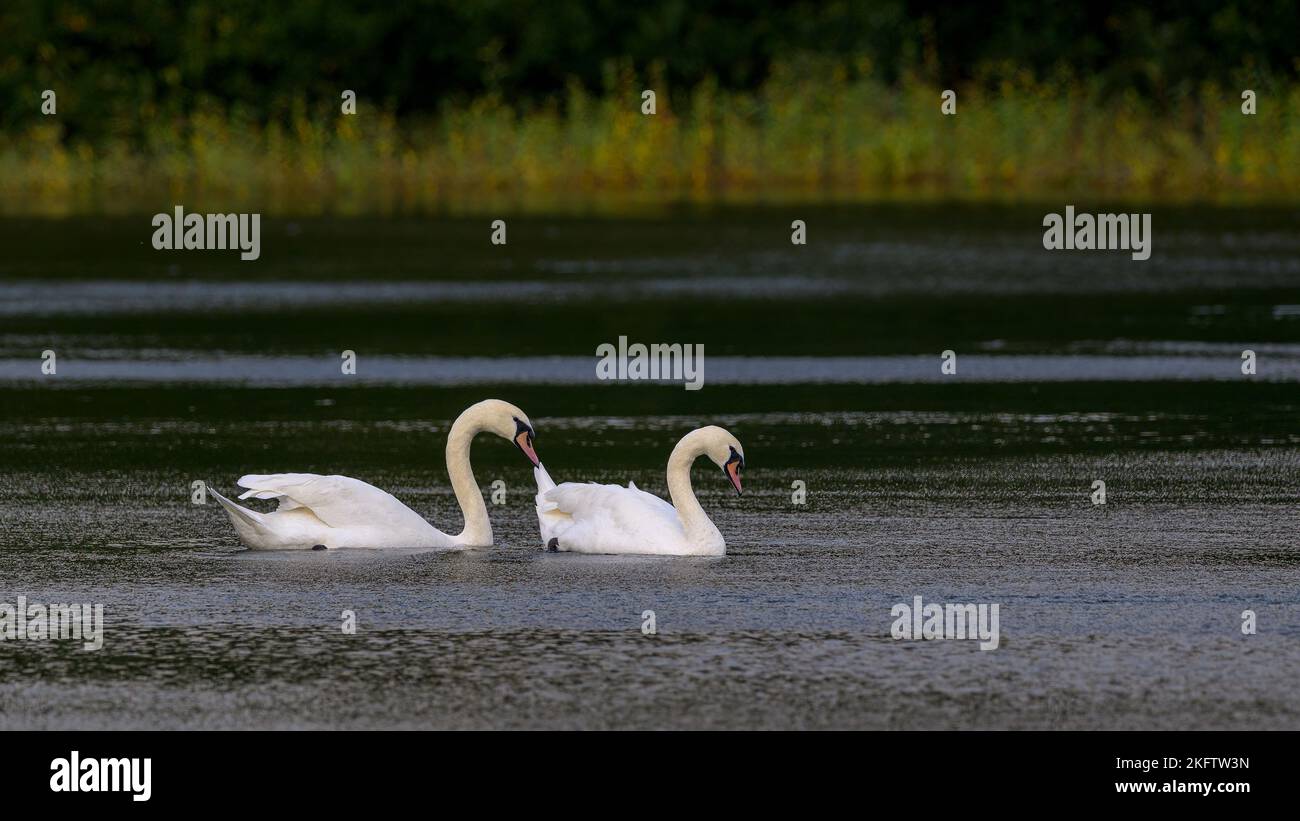 Two white mute swans on a dark lake in Kent, England Stock Photo