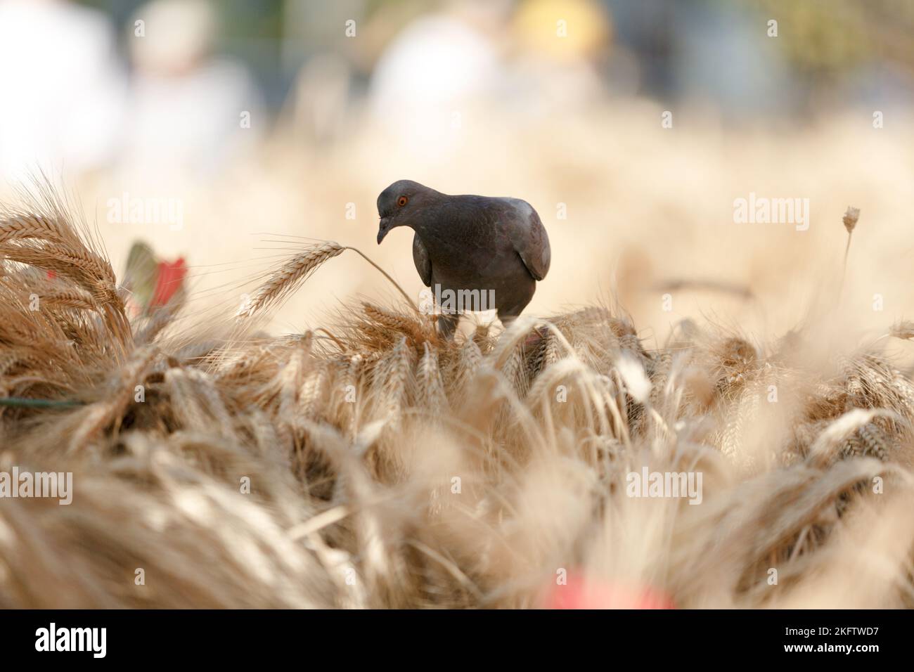 Pigeon sits on ears of crops. Dry ears of grain. Harvesting of wheat. Rye and wheat Stock Photo