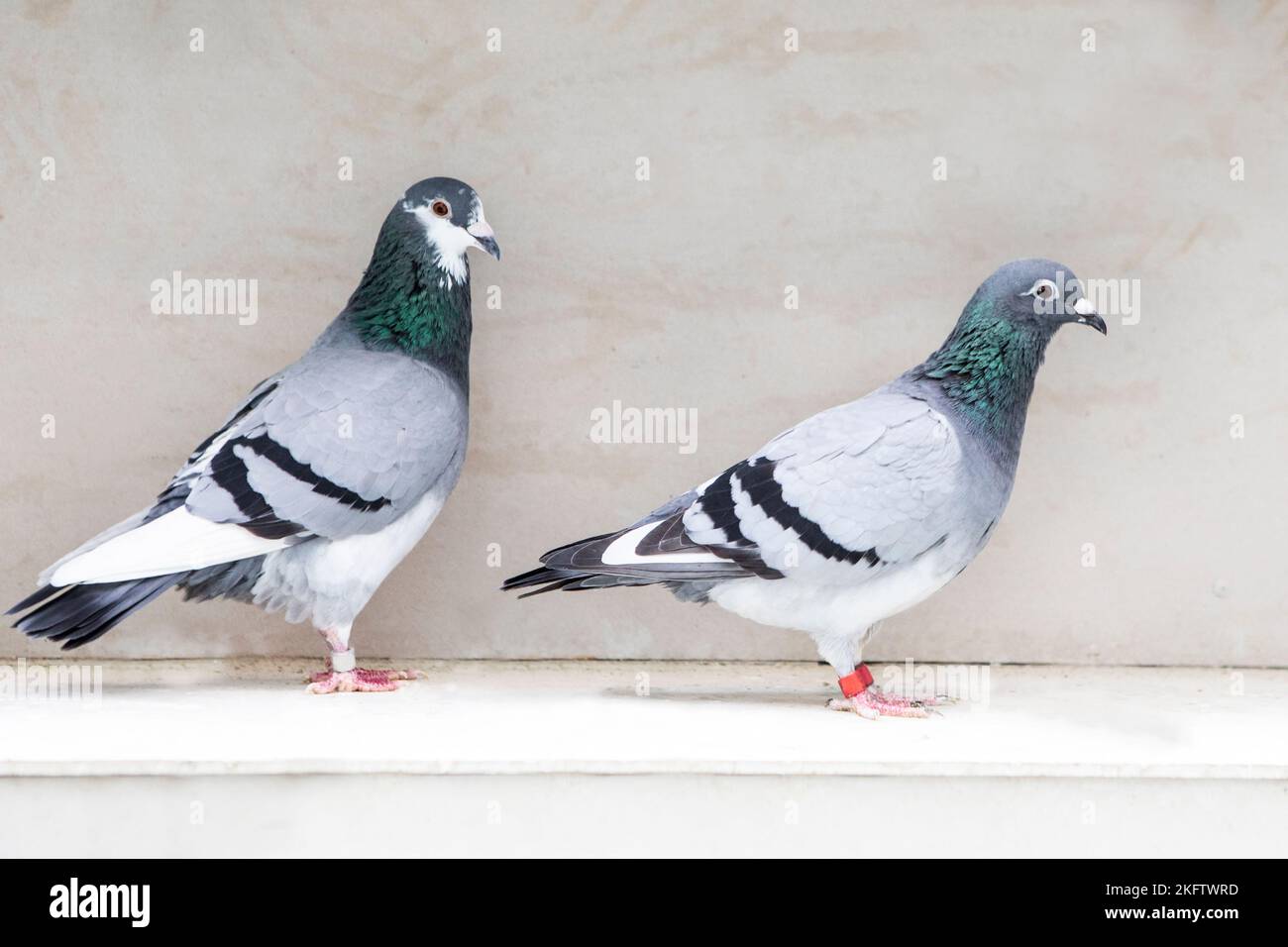couples of homing pigeon in home loft Stock Photo Alamy