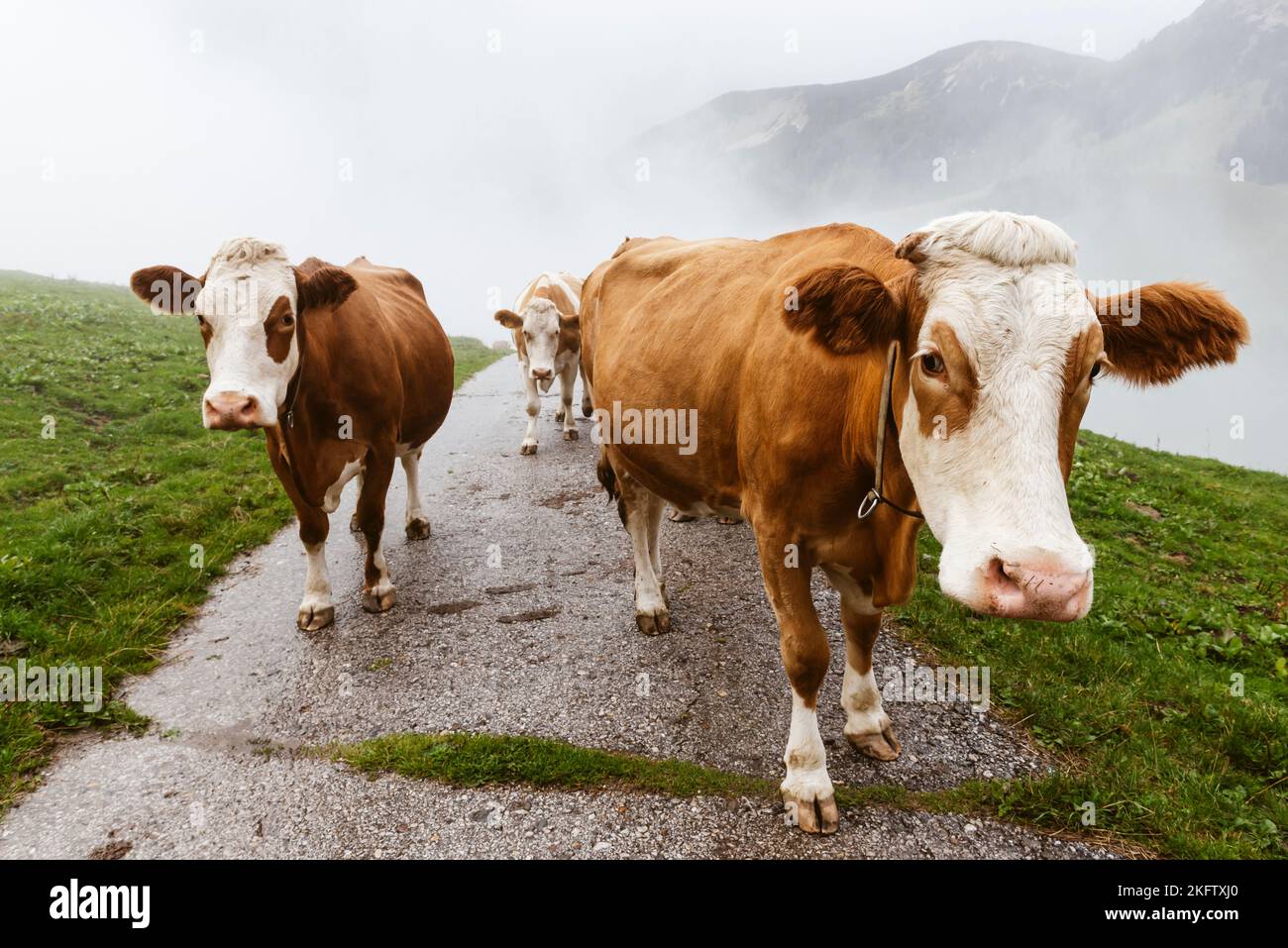 A herd of brown Spotted cows walks through the fog along a road to the alpine meadows after a lightning storm, Ackernalm, Austria Stock Photo