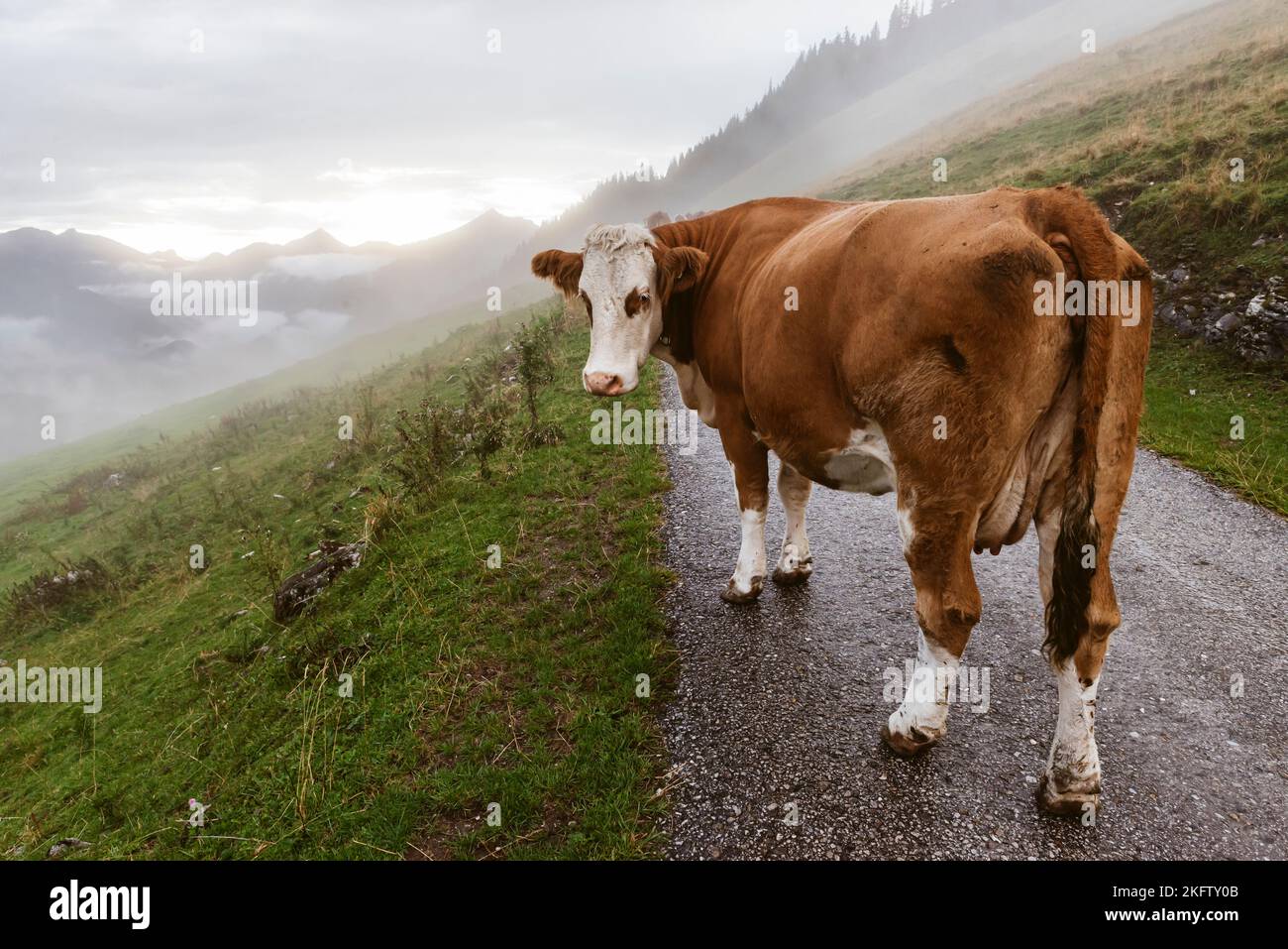 A brown spotted cattle cow walks through the fog along a road to the alpine meadows after a lightning storm and looks into the camera, Ackernalm Stock Photo