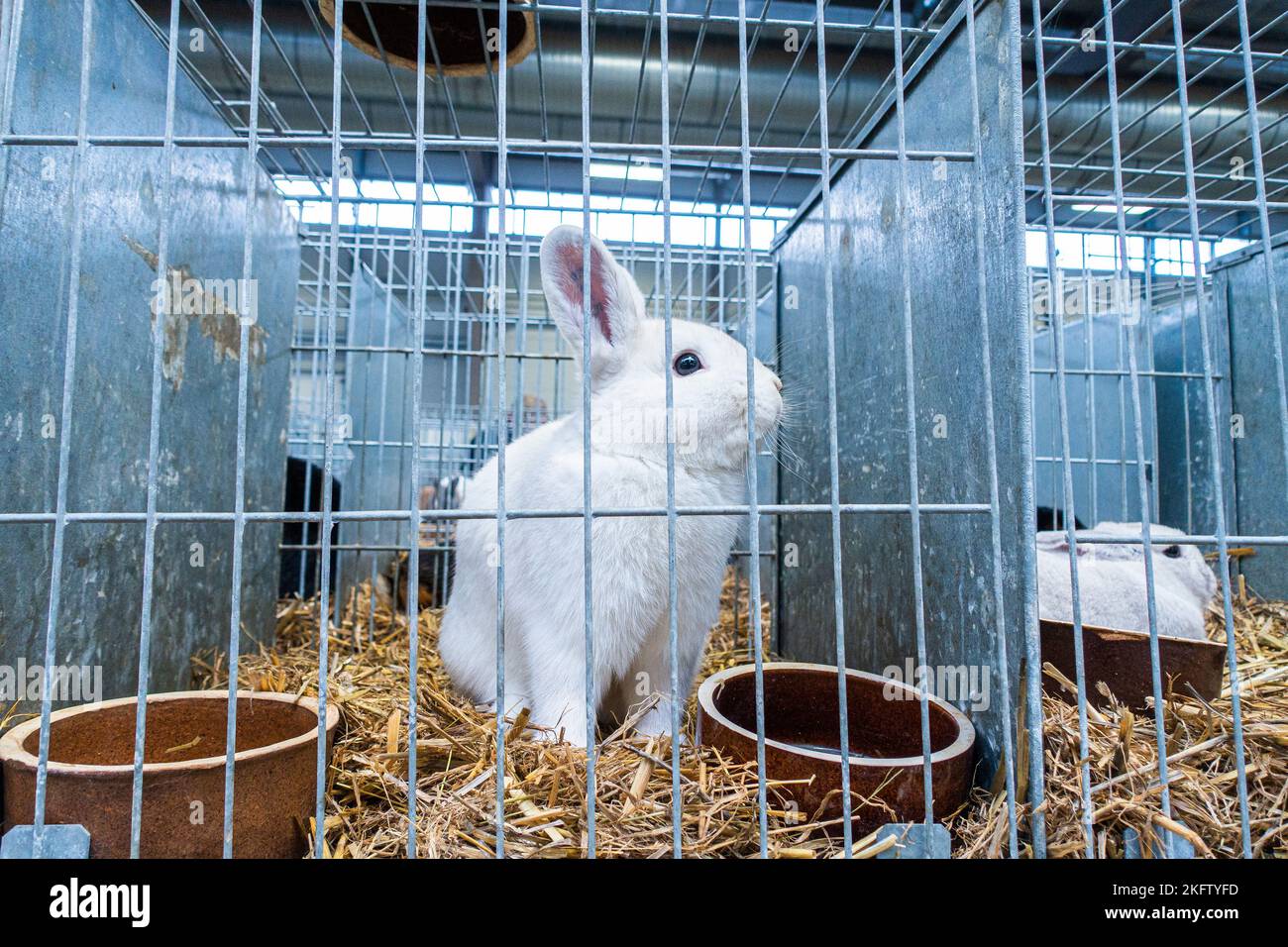 Rabbit guards hi-res stock photography and images - Alamy