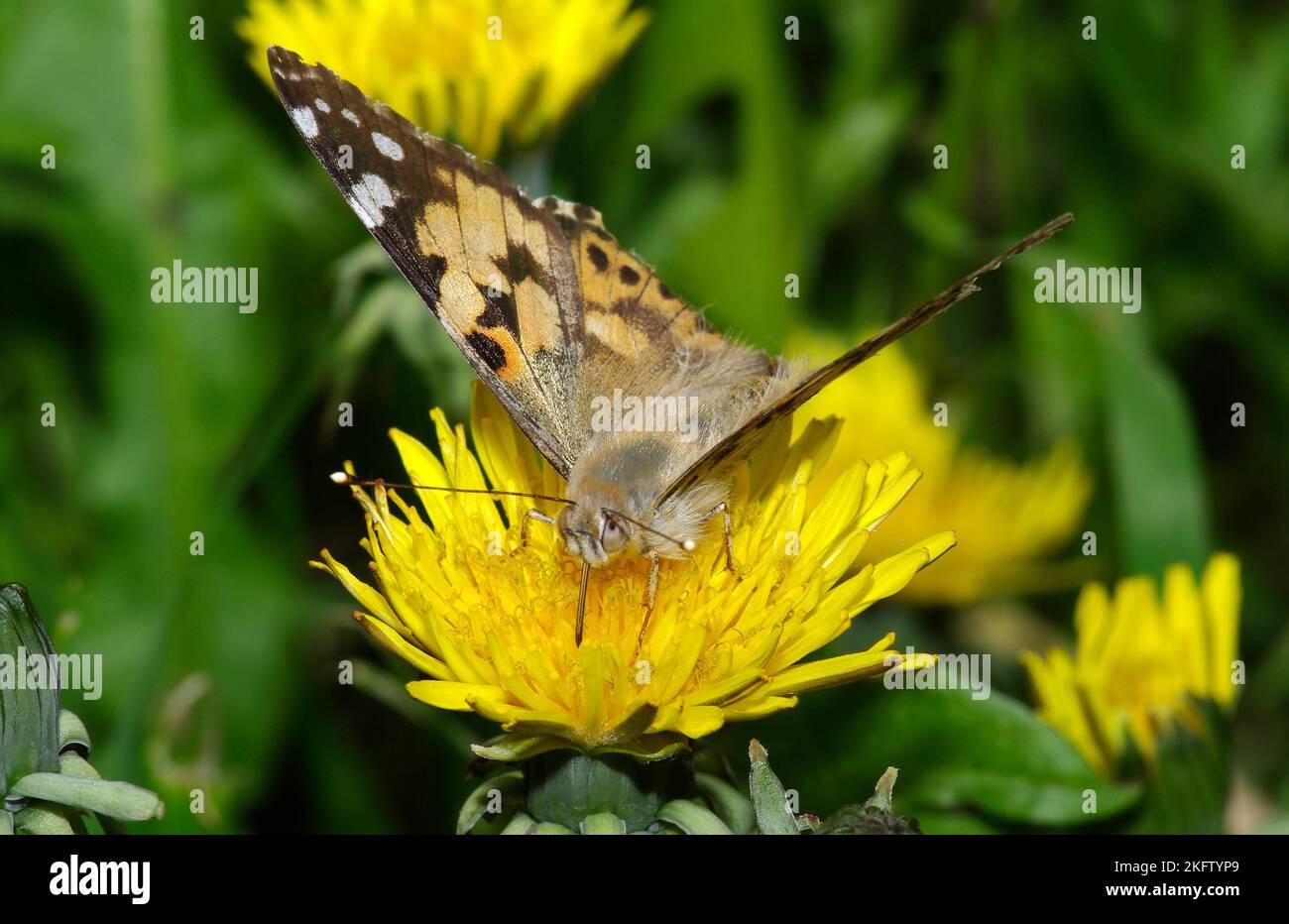Butterfly on a dandelion hi-res stock photography and images - Alamy