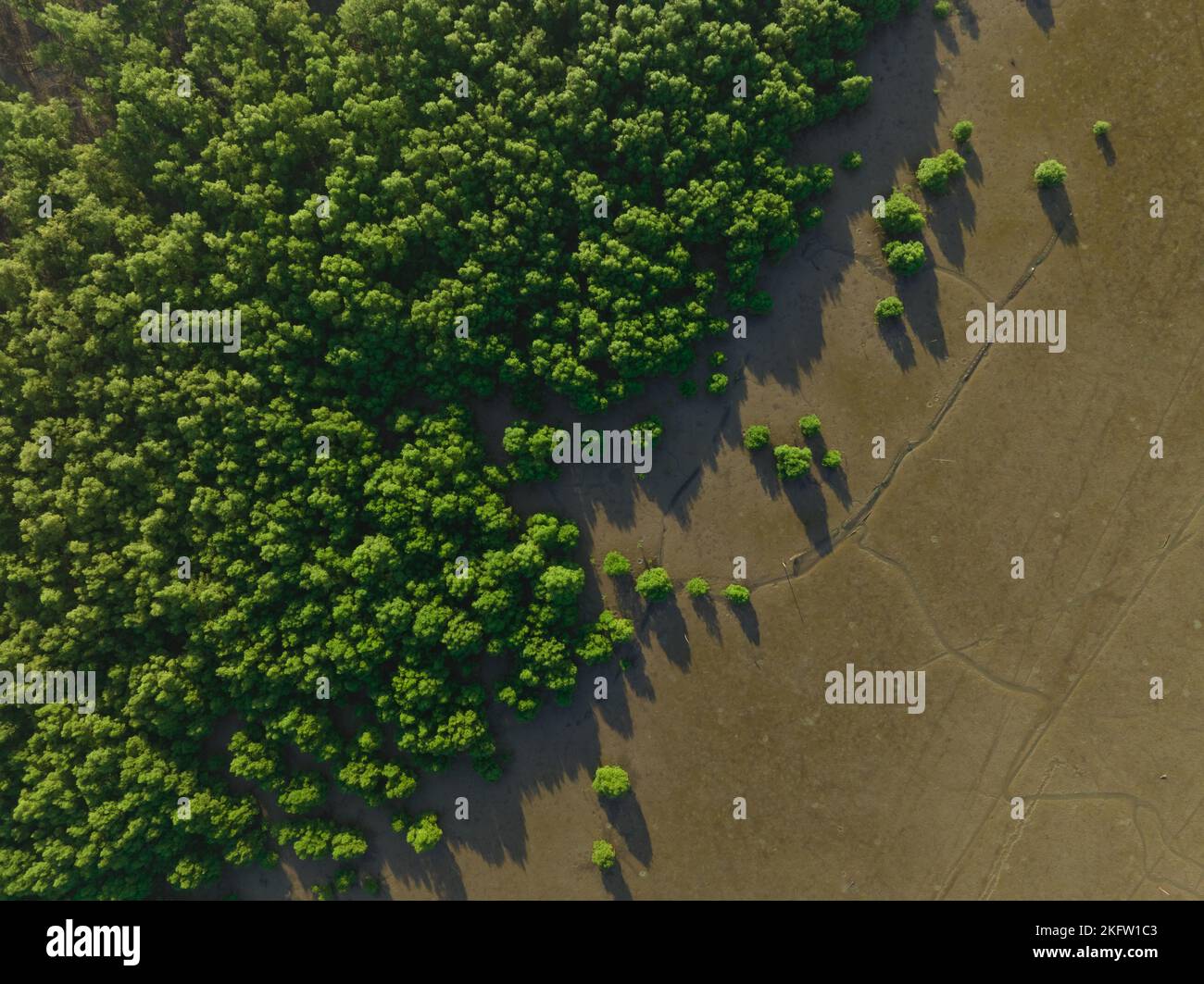 Green mangrove forest with morning sunlight. Mangrove ecosystem