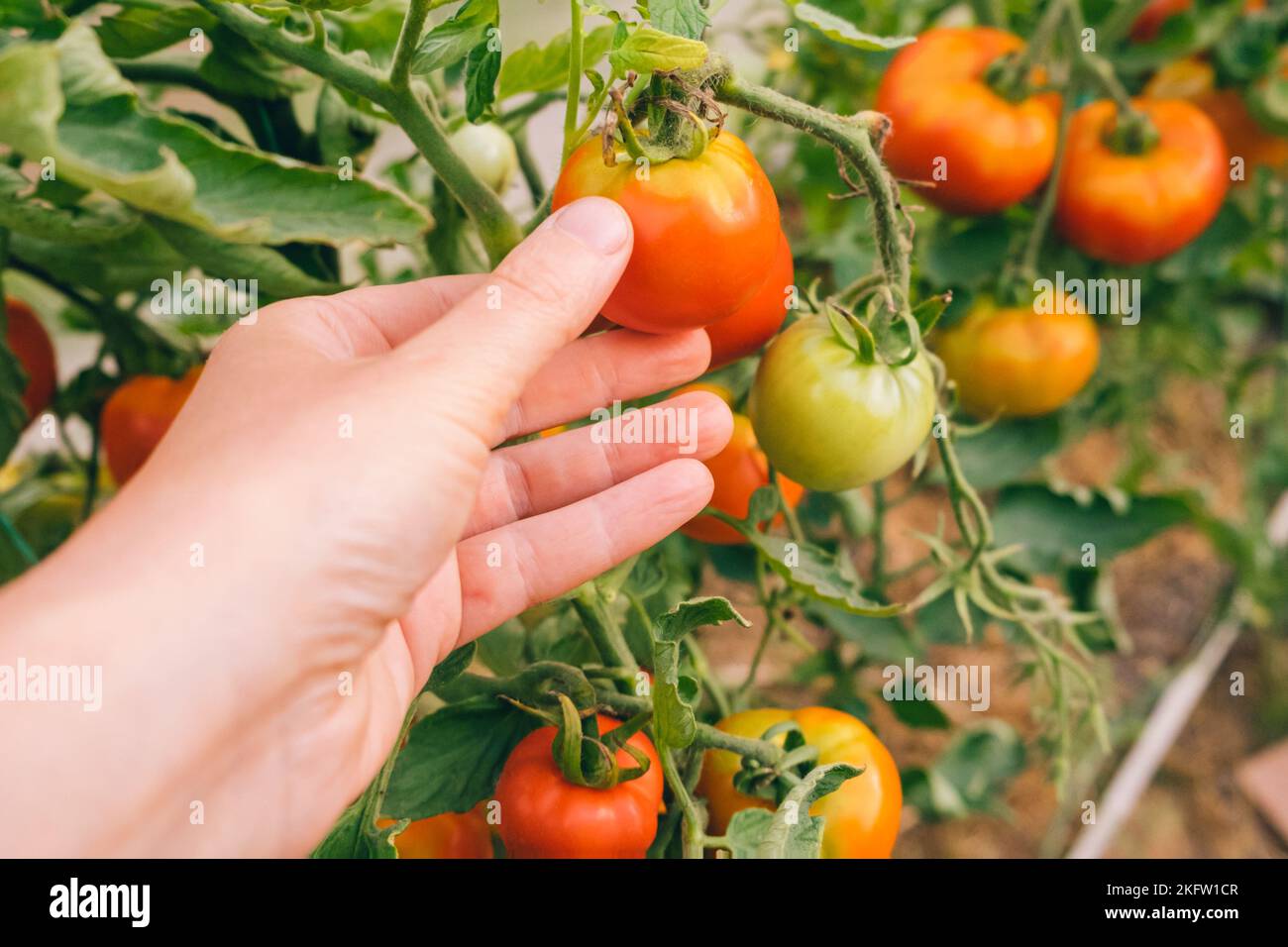 Gardening and agriculture concept. Woman farm worker hand picking fresh