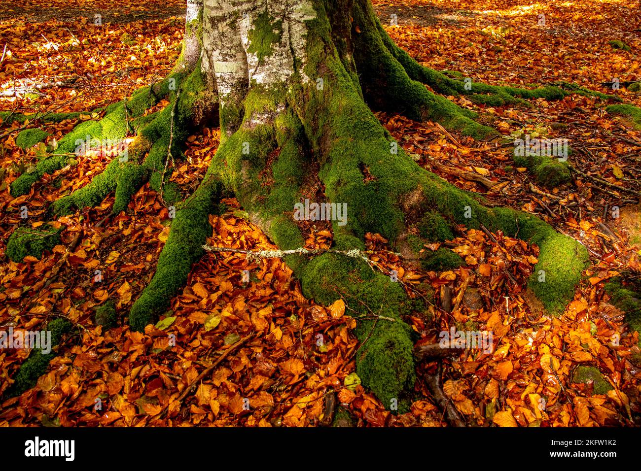 Sendero en la selva hi-res stock photography and images - Alamy
