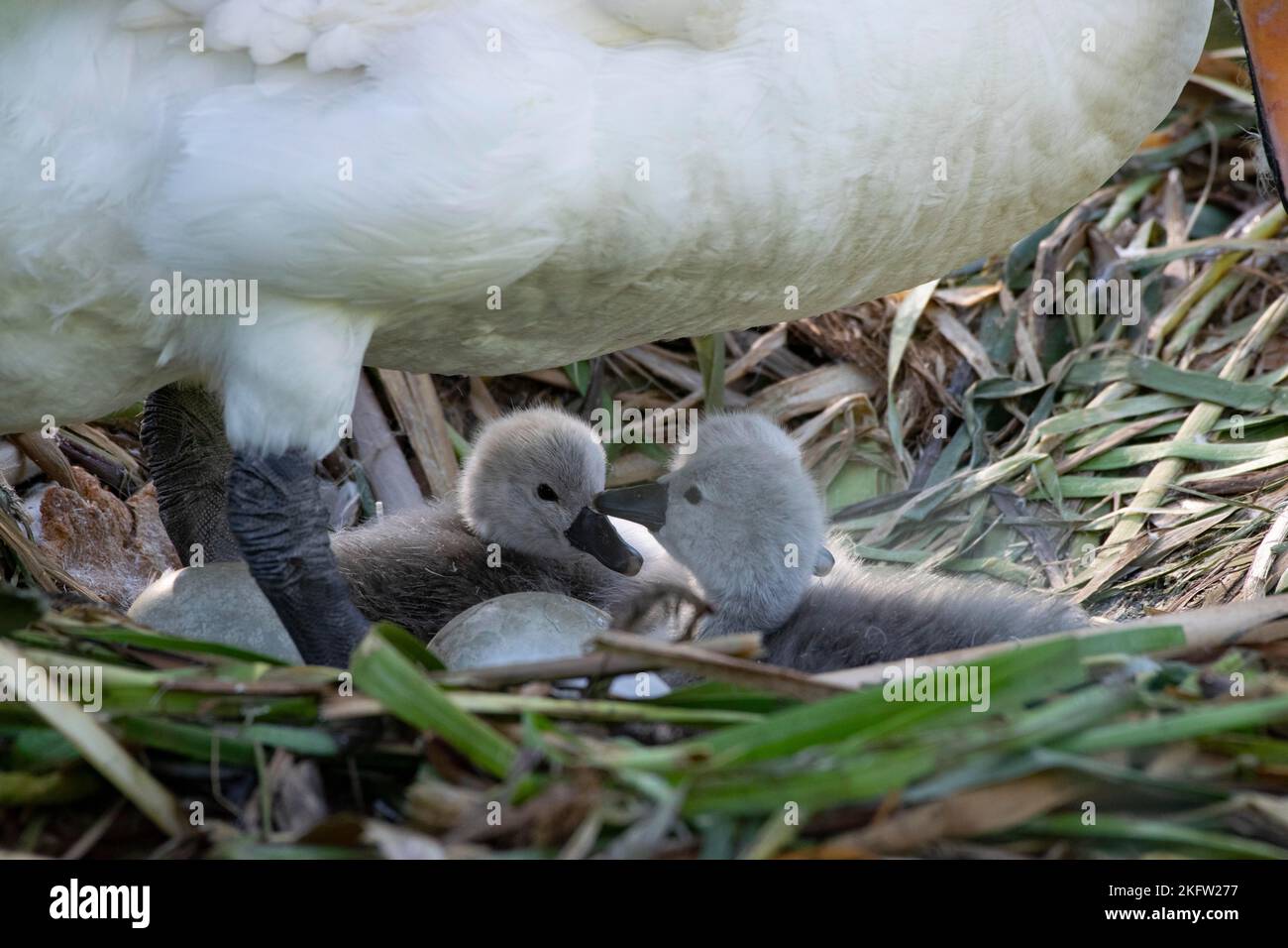 New born chicks, cygnets, with mother swan on a nest in the river Colne Stock Photo