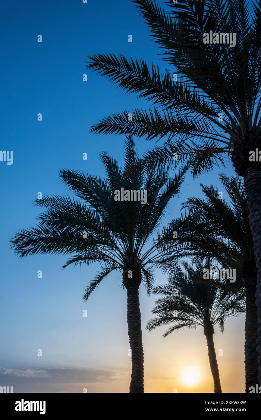Many palm trees to rember an amazing travel and the relaxing holidays Stock Photo