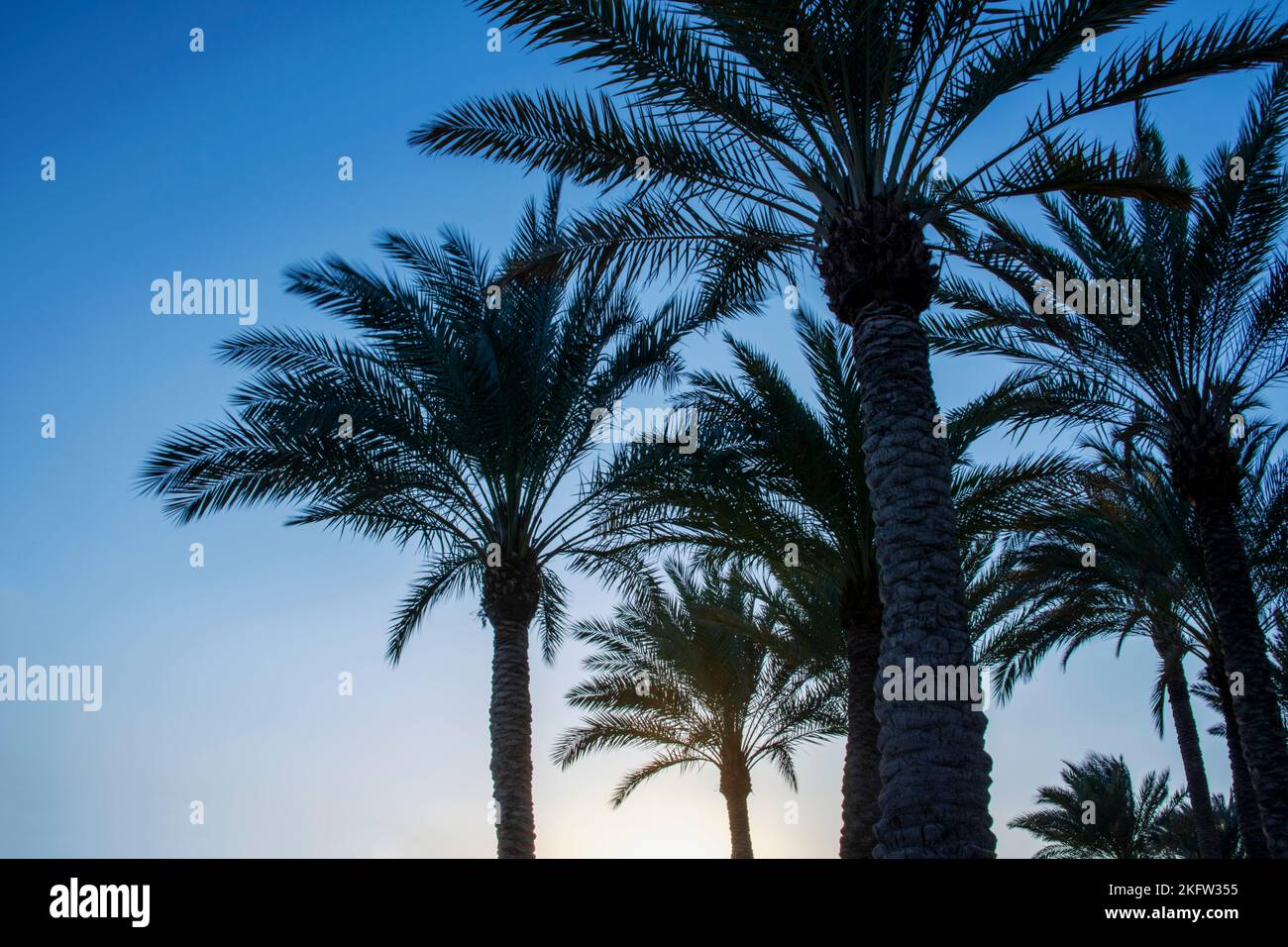 Many palm trees to rember an amazing travel and the relaxing holidays Stock Photo