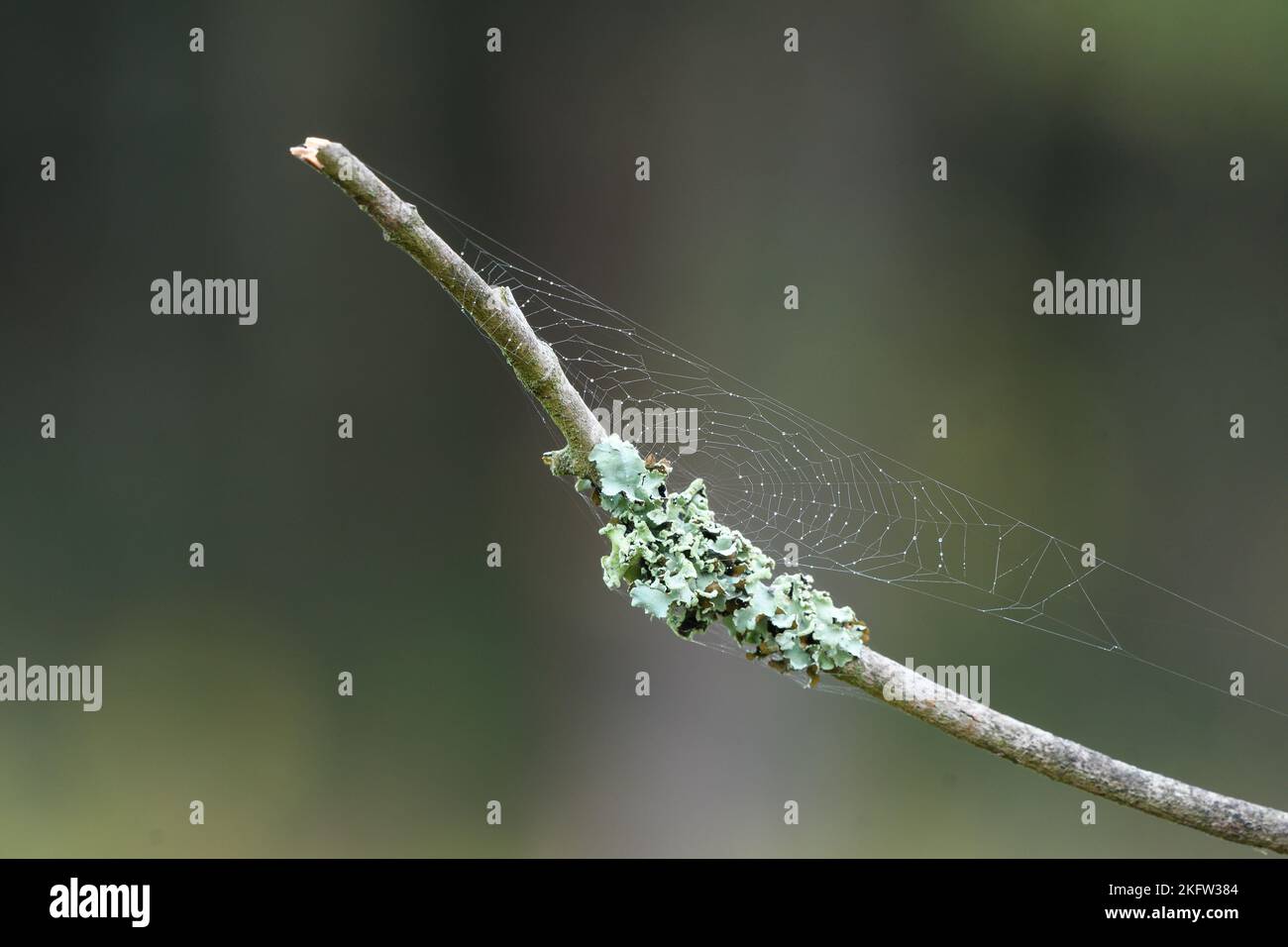 Lichen covered twig with blurred background Stock Photo
