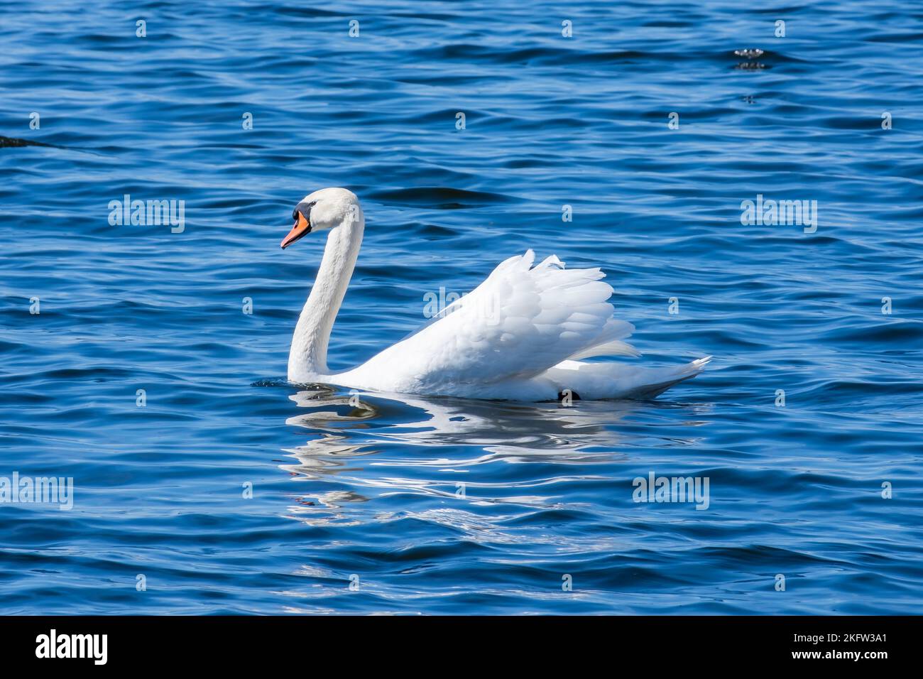 A beautiful swan swimming in a lake Stock Photo - Alamy
