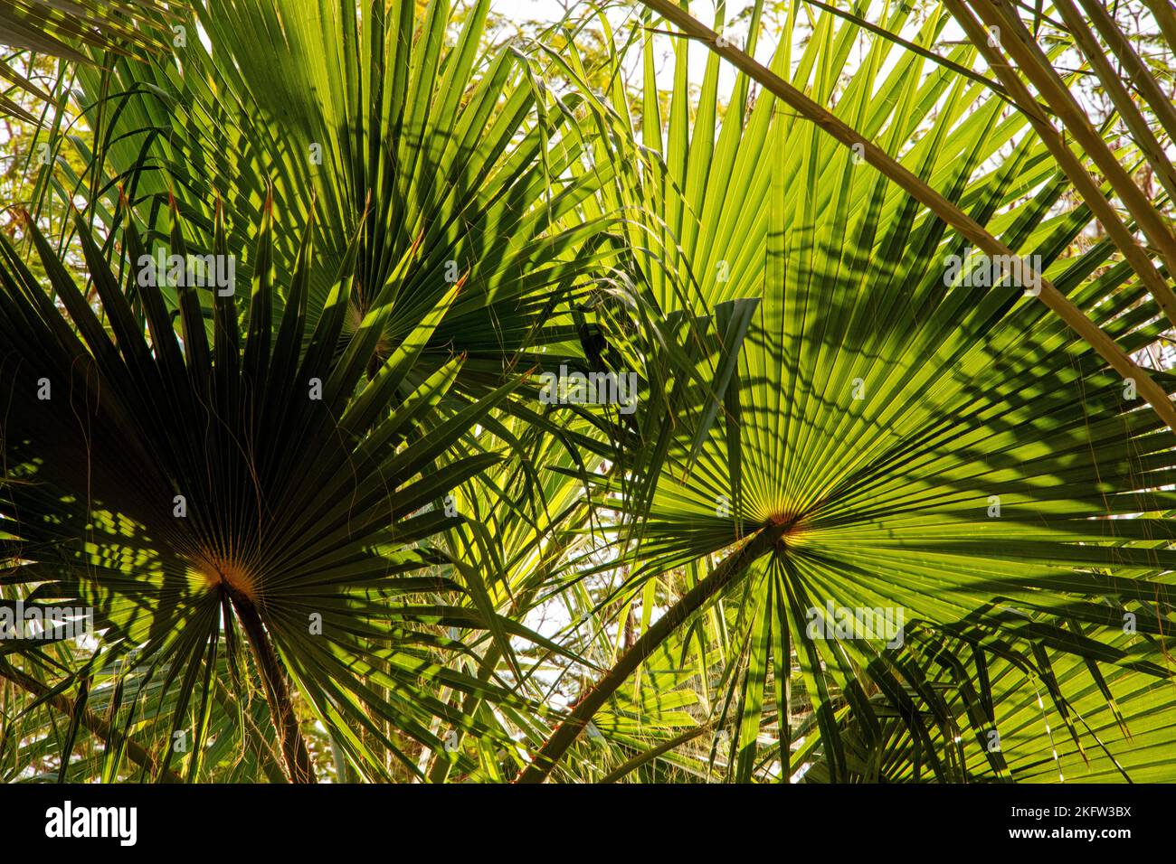 Near view of trunks and leaves of a palm tree in a warm land during holidays Stock Photo