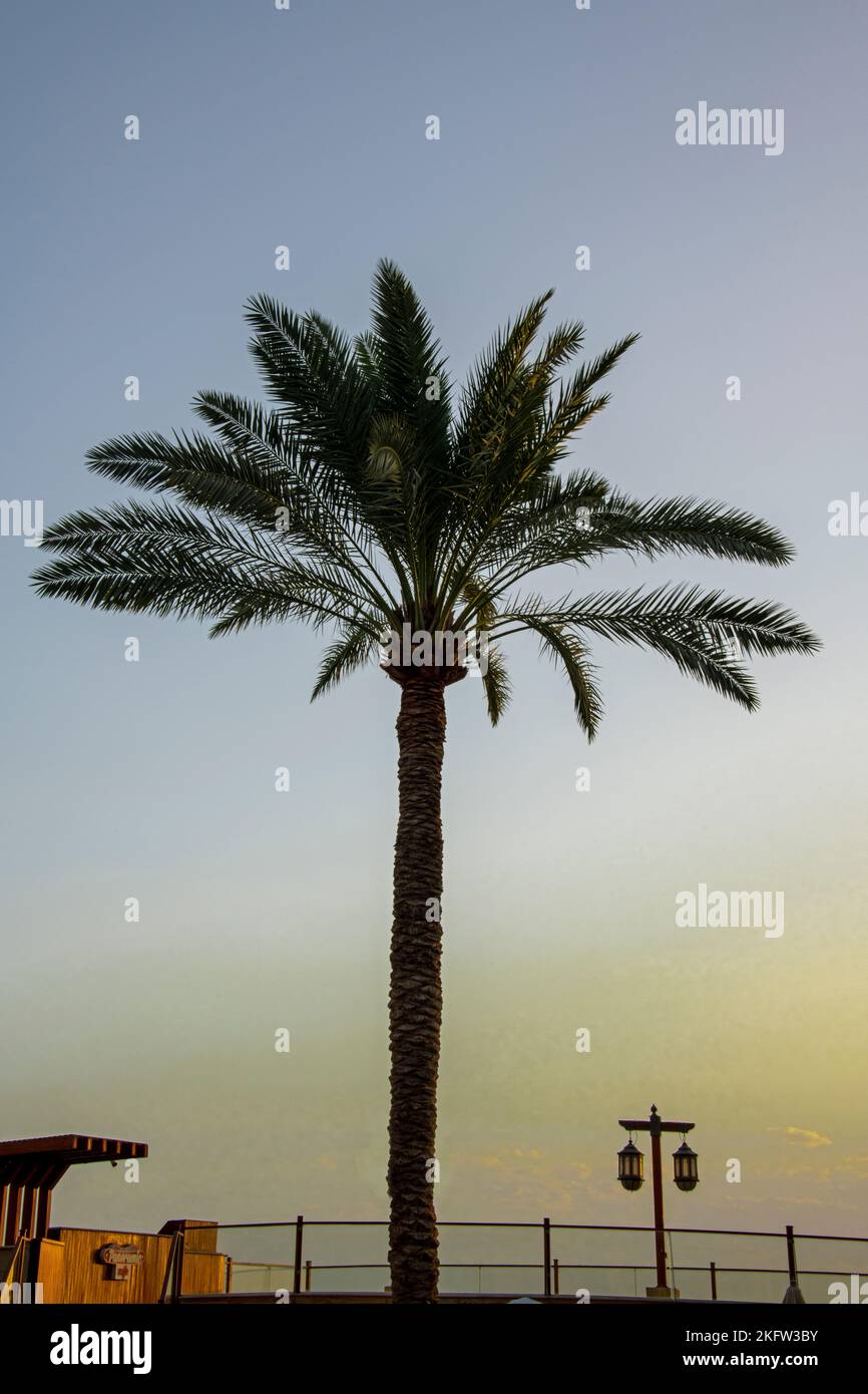View of a palm tree in a warm arabic land to spend holidays ans to relax Stock Photo