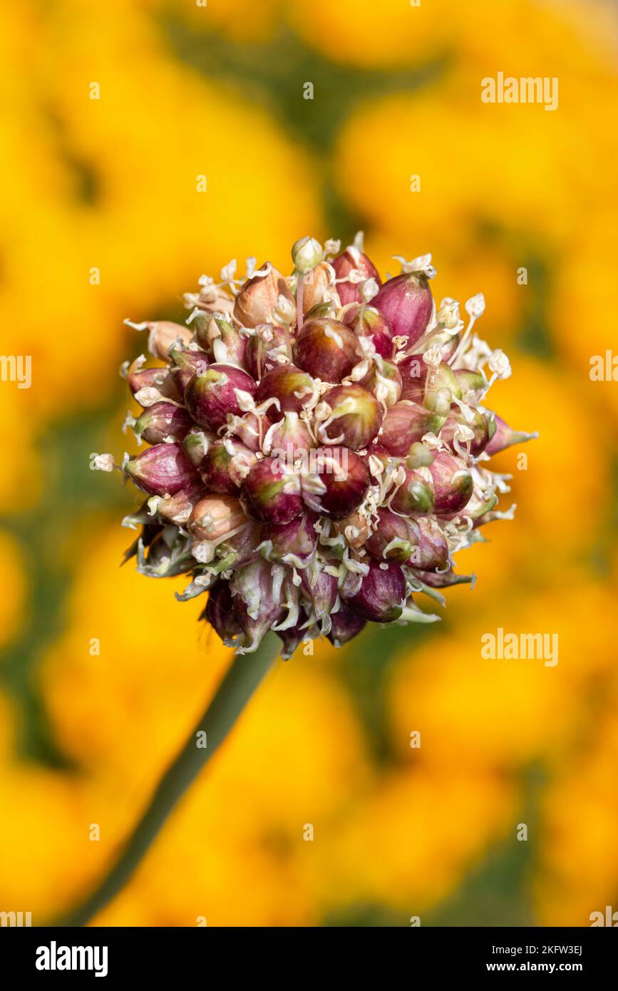 Garlic plant seed head, Garlic scapes Stock Photo Alamy