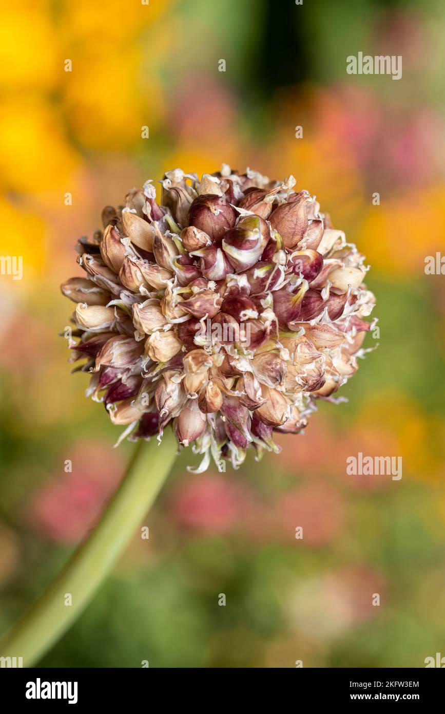 Garlic plant seed head, Garlic scapes Stock Photo Alamy
