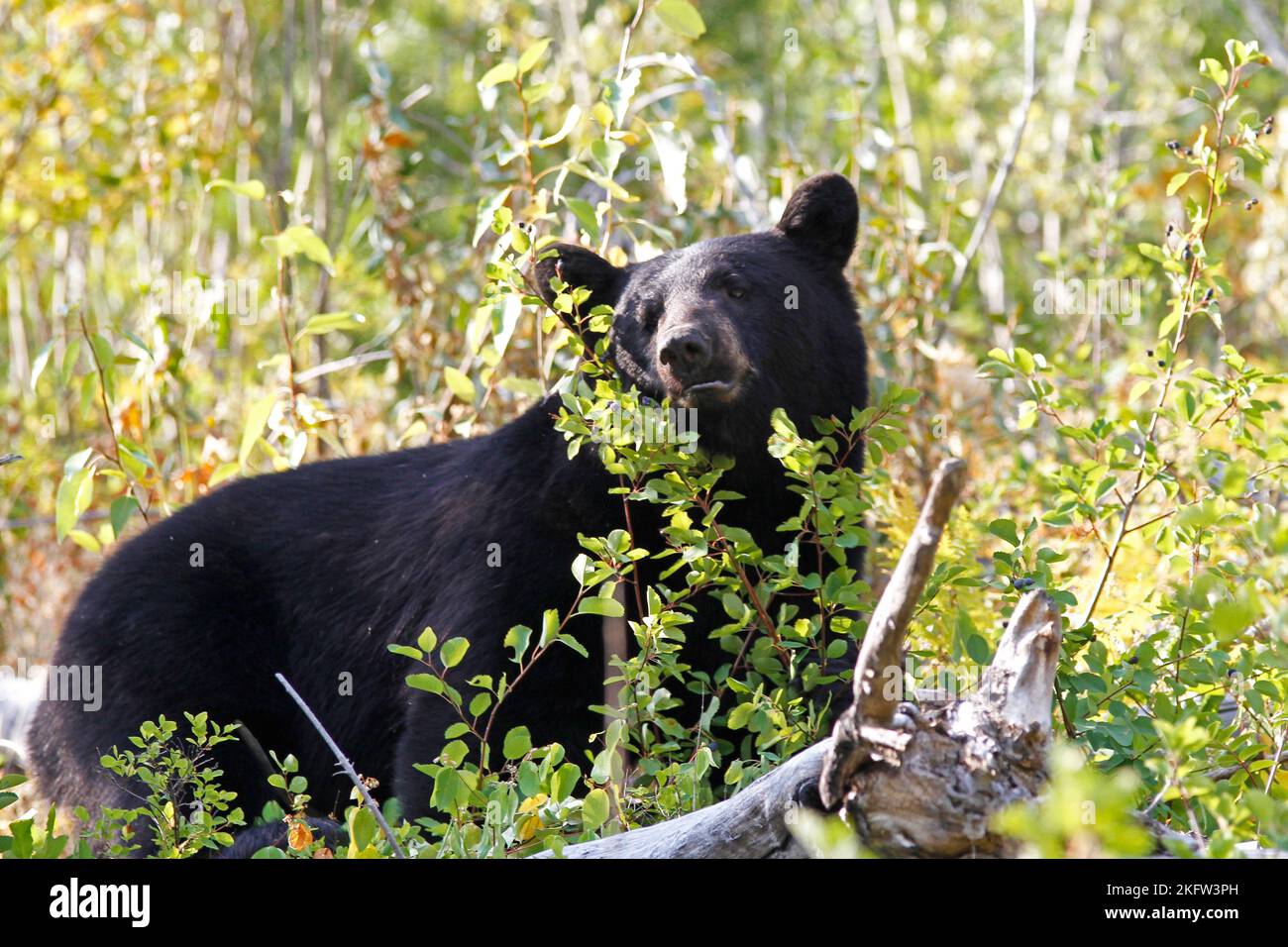 An Olympic black bear through sunny plants and looking back in he ...