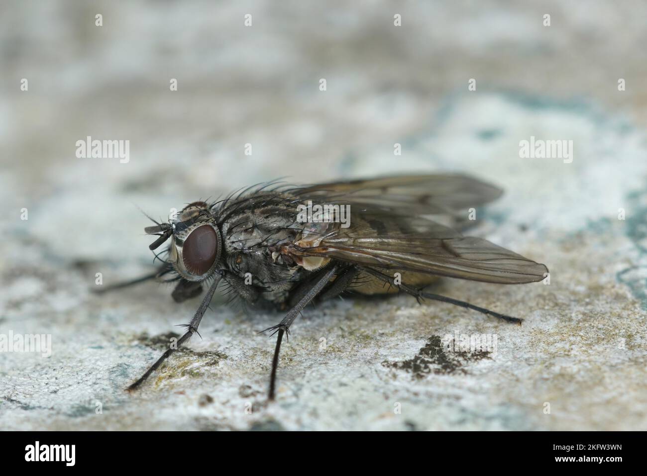 Natural closeup on a Muscid fly, Helina evecta, subathing on a piece of wood in the garden Stock Photo