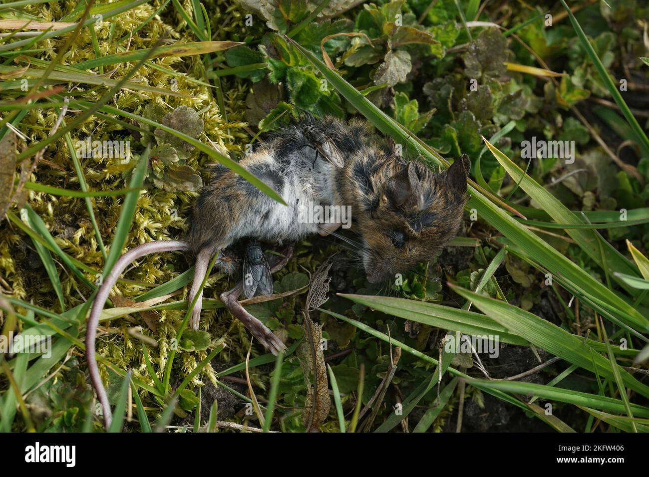 Natural closeup on a dead mouse, Apodemus sylvaticus, with egg-laying flies Stock Photo