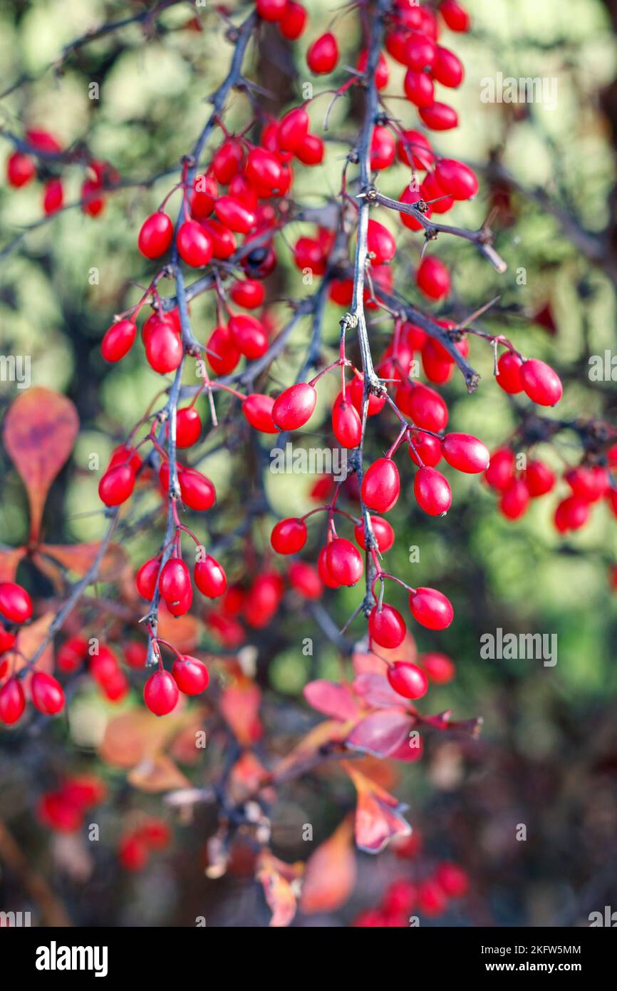 Berberis branch in garden, autumn time Stock Photo