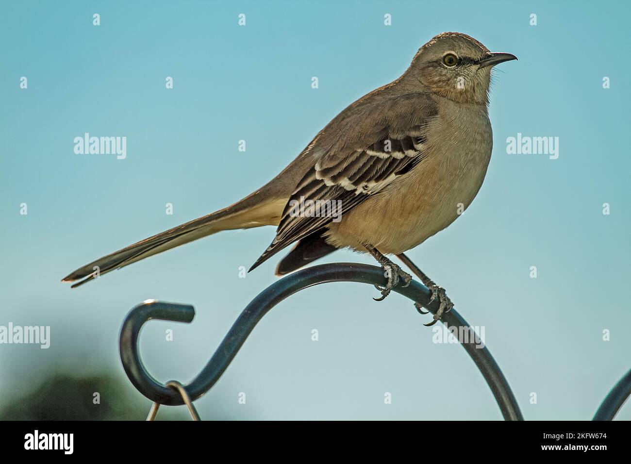 Northern Mocking Bird Perched on top of Pole with blue skies Stock Photo