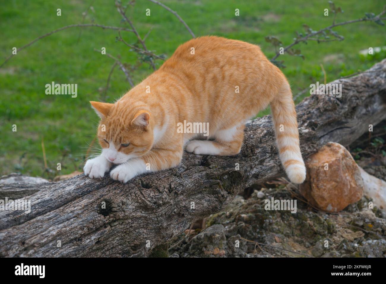 Tabby and white cat scratching a tree trunk. Stock Photo