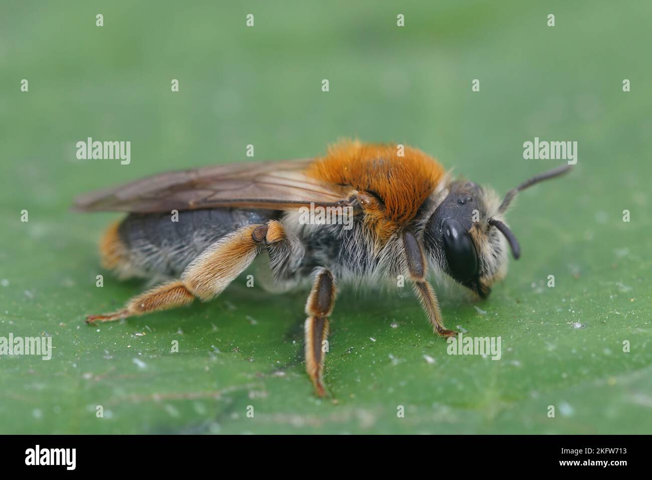 Detailed closeup on a colorful female Orange tailed mining bee, Andrena haemorrhoa on a green leaf Stock Photo