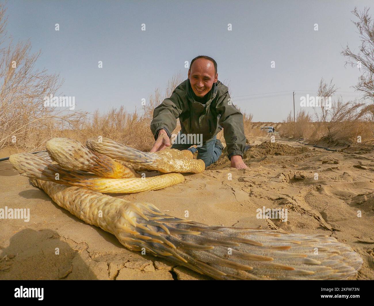 (221120) -- URUMQI, Nov. 20, 2022 (Xinhua) -- Veteran Tian Ye picks cistanche deserticola, a traditional Chinese herbal medicine, in Qiemo, a desert county in northwest China's Xinjiang Uygur Autonomous Region, March 31, 2022. Over four years, Tian Ye and seven fellow veterans have grown hundreds of hectares of wind-blocking and income-making plants in the Taklimakan Desert in northwest China's Xinjiang Uygur Autonomous Region. Since 2018, Tian, together with his partners, has grown more than 10 varieties of desert plants in southern Xinjiang's Qiemo County, spanning more than 800 hectares Stock Photo