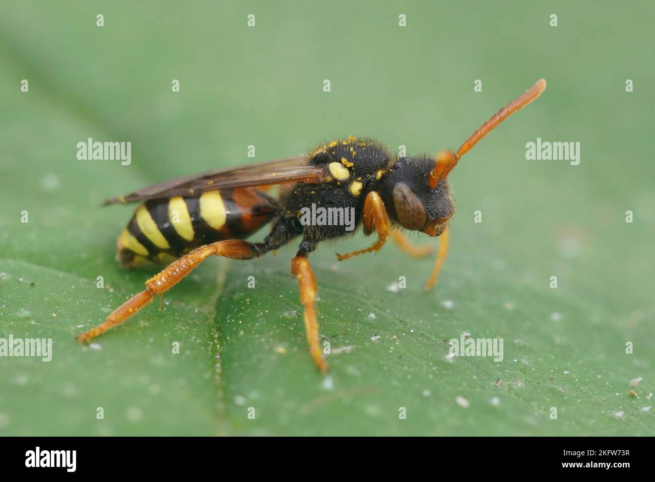 Detailed natural close up of a red-eyed female Painted nomad bee, Nomada fucata on a green leaf Stock Photo