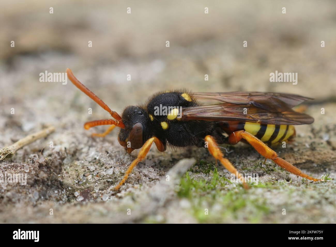Detailed closeup on a female Painted nomad bee, Nomada fucata sitting on a piece of wood Stock Photo