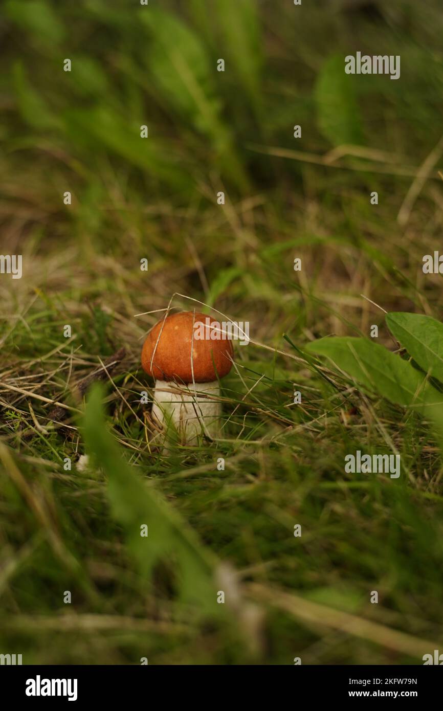 Little wild mushroom in grass Stock Photo