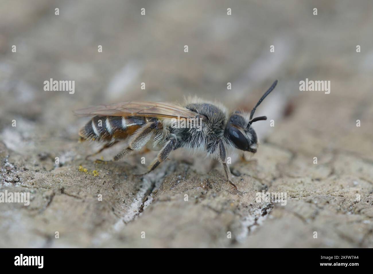 Detailed closeup on a female red bellied miner mining bee, Andrena vetralis, sitting on wood Stock Photo