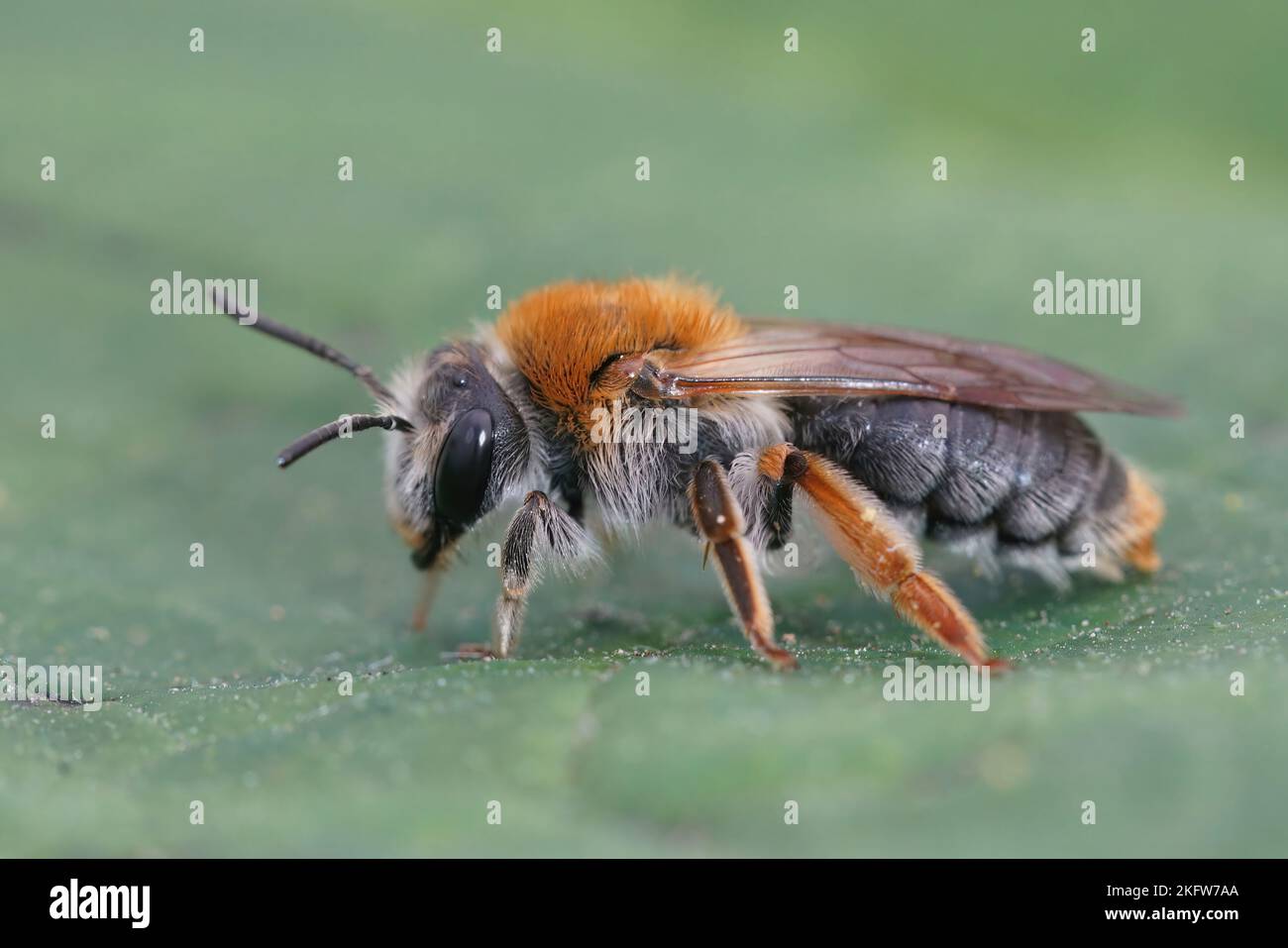 Detailed closeup on a colorful female Orange tailed mining bee, Andrena haemorrhoa on a green leaf Stock Photo