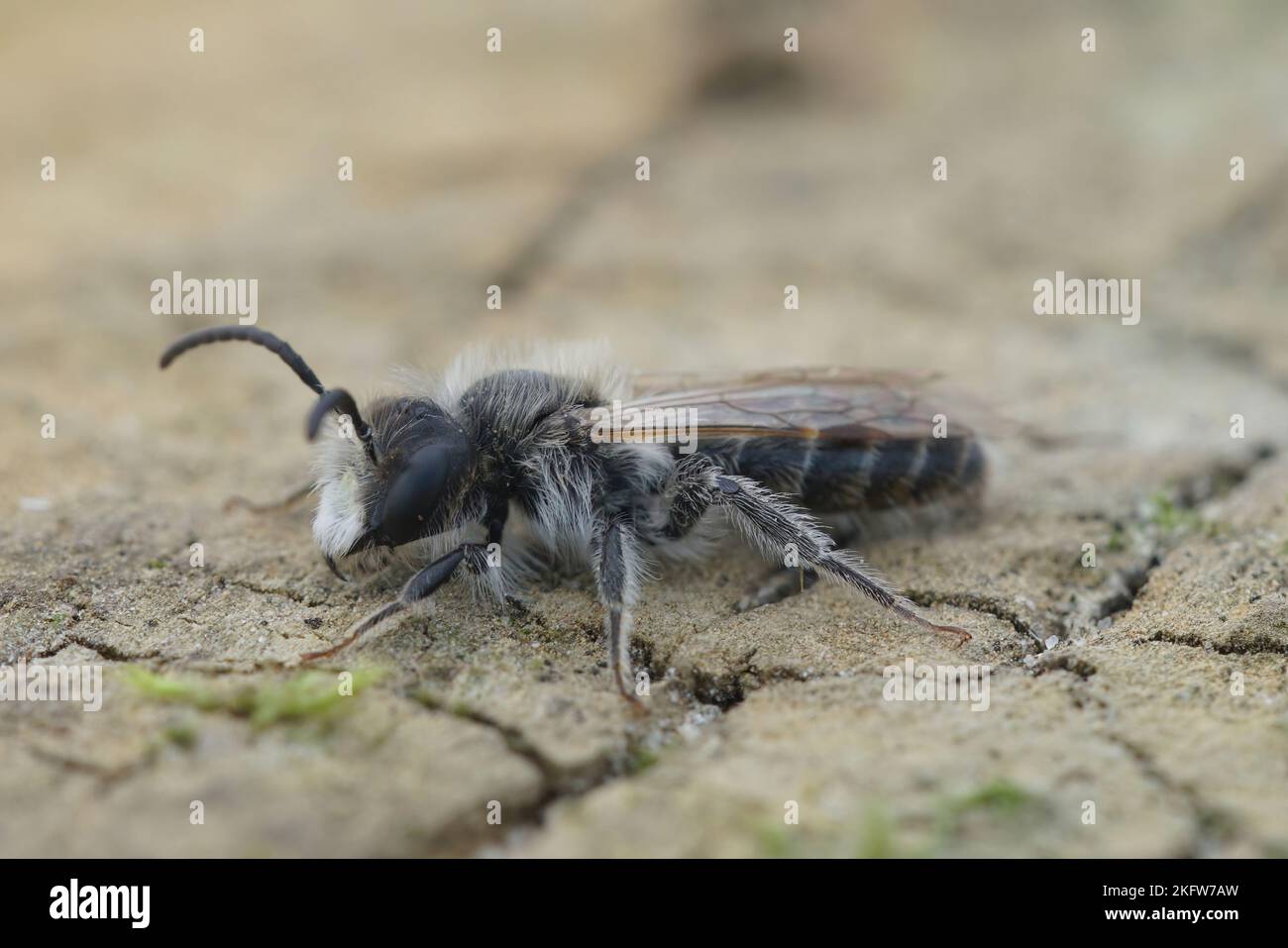 Detailed closeup of a male red-bellied miner mining bee, Andrena ventralis, sitting on wood Stock Photo