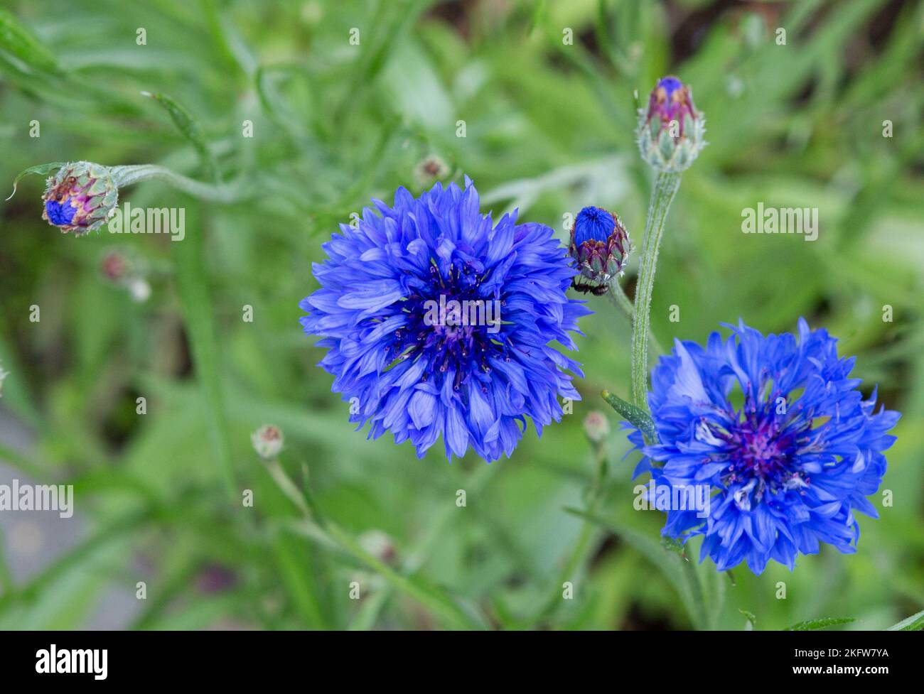 Close up of blue cornflower flower.  Blue Cornflower Herb or bachelor button flower. Macro picture of corn flowers. Stock Photo