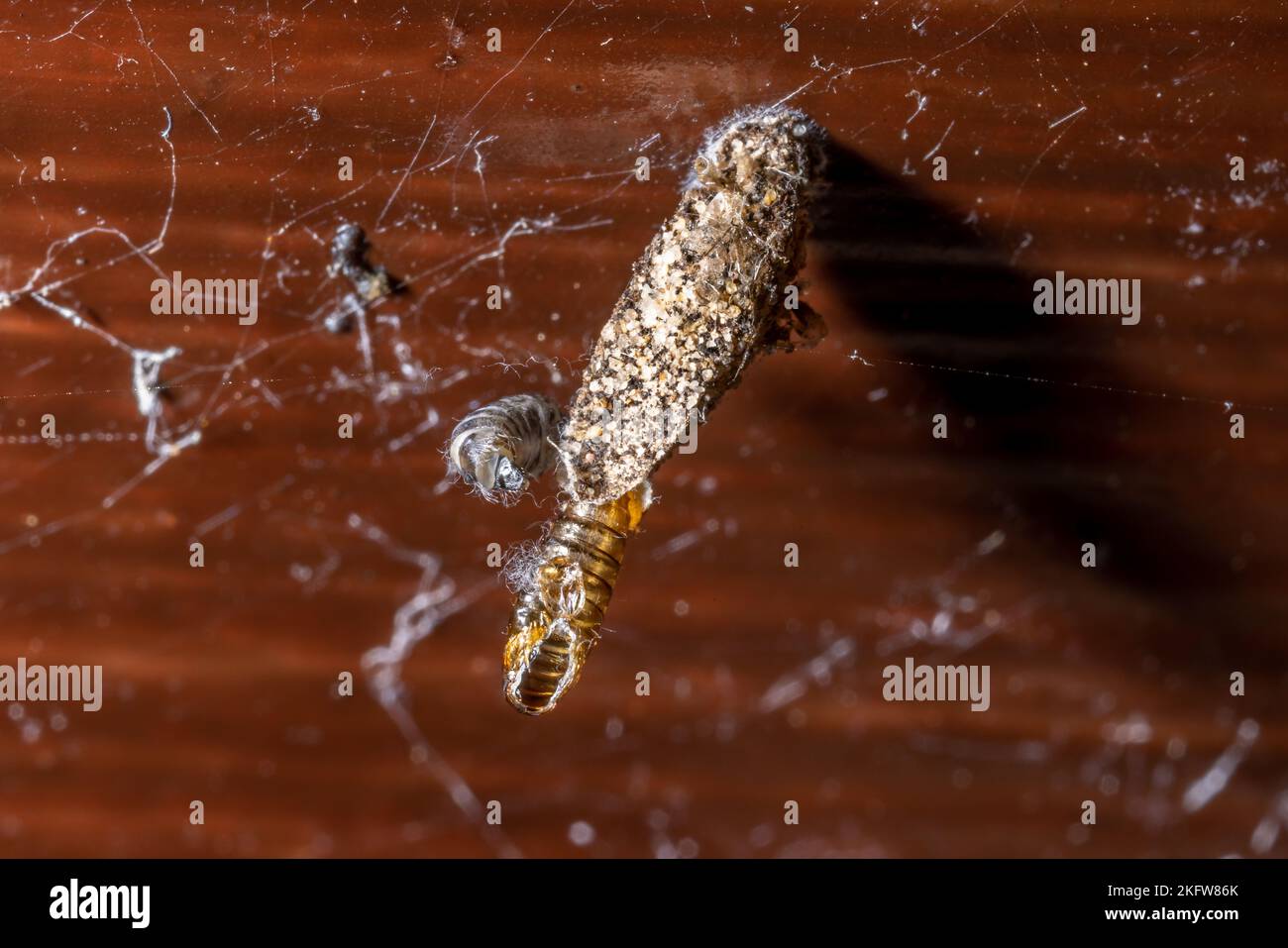 Dahlica triquetrella (Hübner, 1813) larval case with evacuated pupal case and adult moth.  Suffolk, UK. Stock Photo