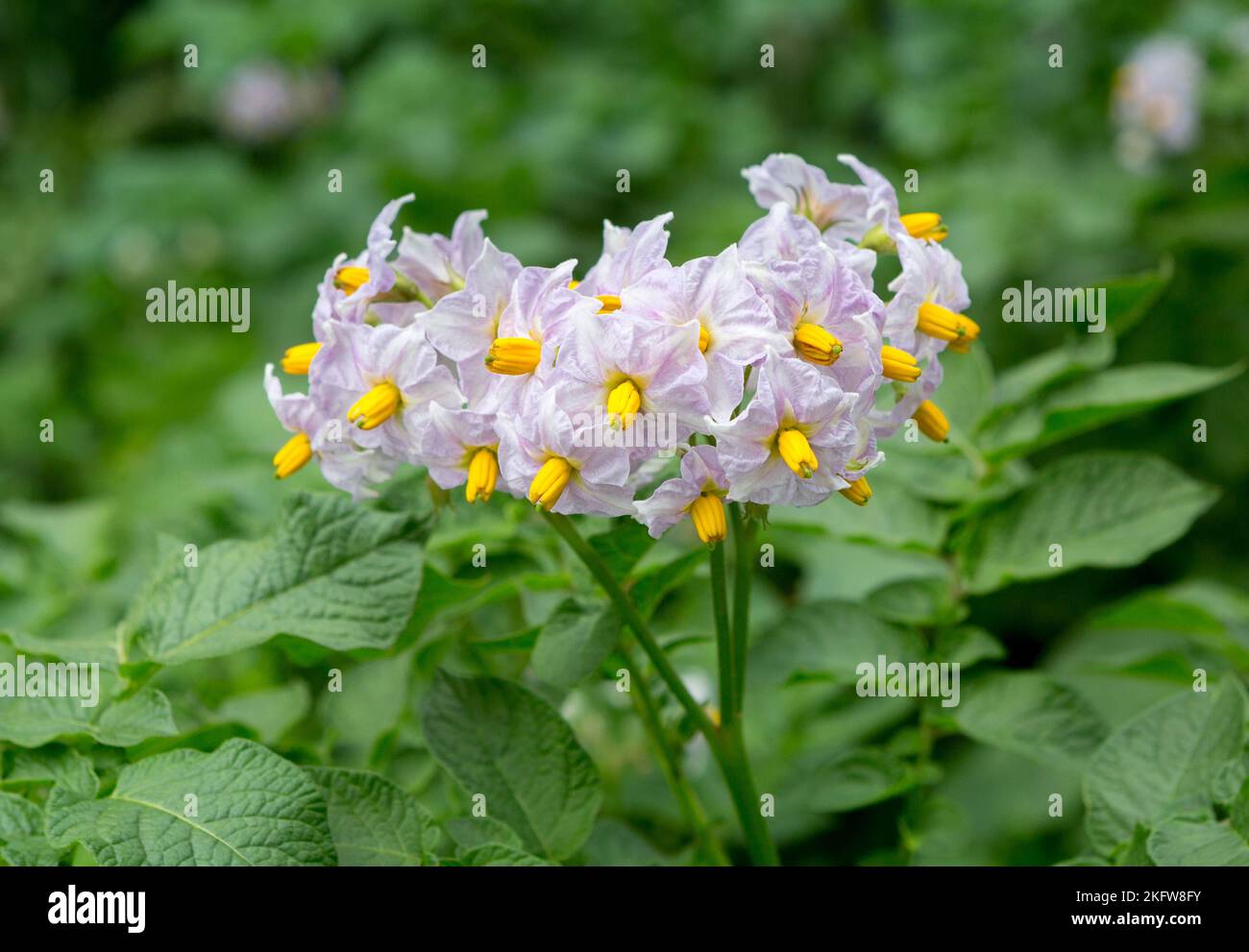 Flowering potato. Potato flowers , blurred background the garden close-up. Stock Photo
