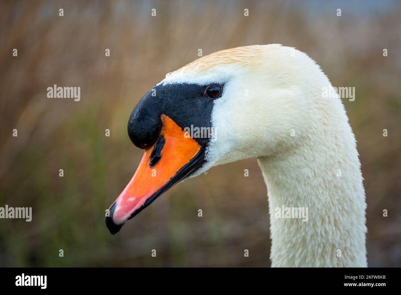 Close up of the head of a white swan, spring day Stock Photo