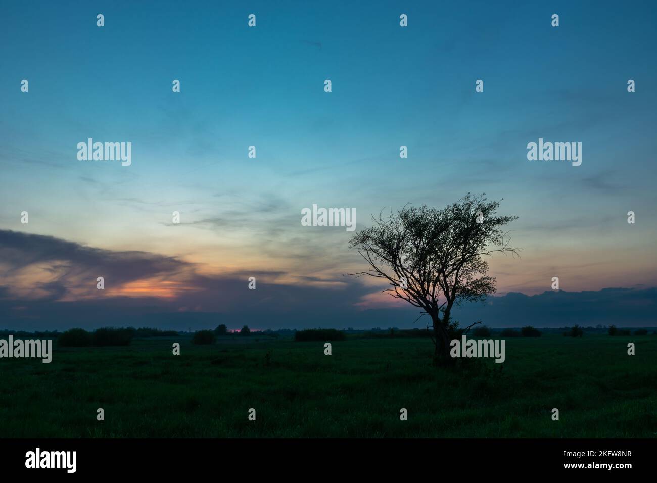 Lonely tree growing in the meadow and the evening sky, spring view Stock Photo