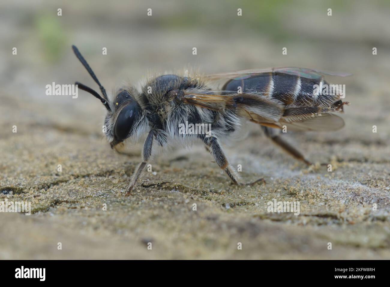 Detailed closeup of a female red-belied miner mining bee, Andrena ventralis on a piece of wood Stock Photo