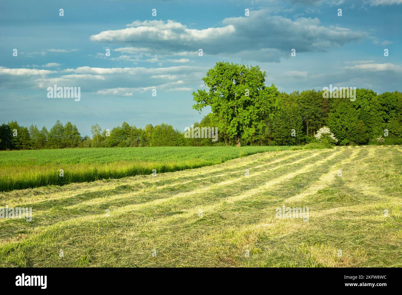 Mowed green meadow, picturesque eastern Poland, summer sunny day Stock Photo