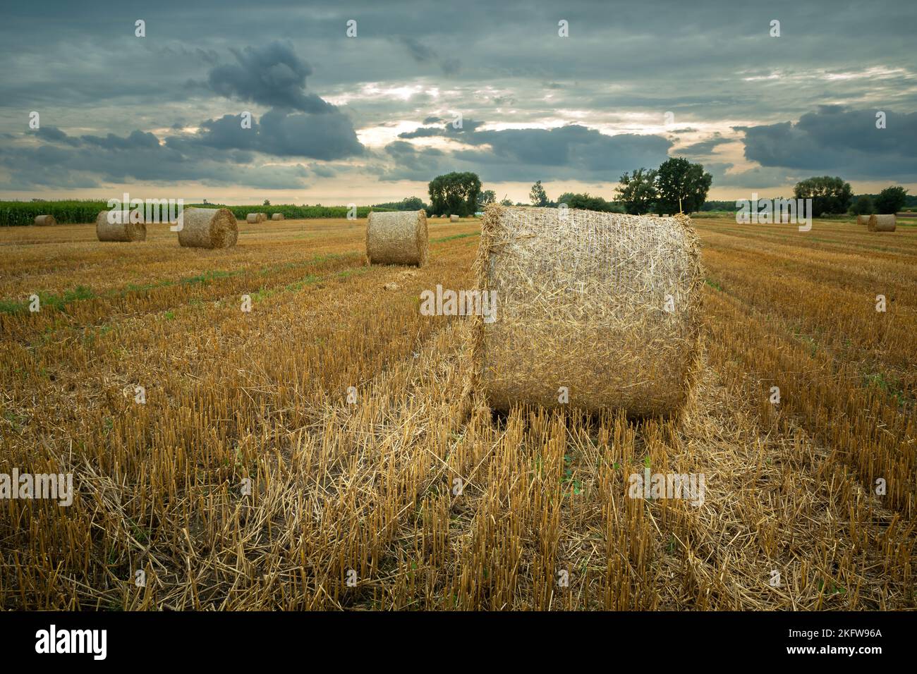Round straw bales in the field and cloudy sky, summer view Stock Photo